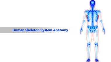 Human Skeleton System Anatomy. 3D clipart