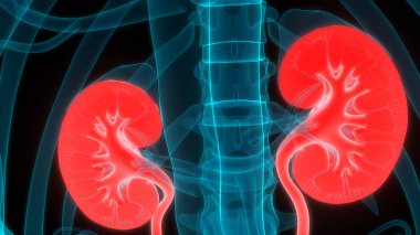 İdrar torbası anatomisi olan insan böbrekleri. Üç Boyut
