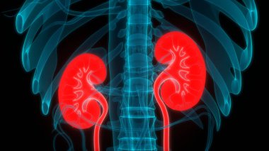 İdrar torbası anatomisi olan insan böbrekleri. Üç Boyut
