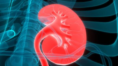 İnsan İdrar Sistemi Böbrekleri Anatomisi. Üç Boyut