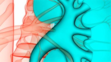 İnsan İdrar Sistemi Böbrekleri Anatomisi. Üç Boyut