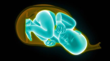 Ana rahminde fetüs (bebek). 3d illüstrasyon