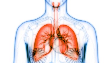 İnsan Solunum Sistemi Akciğerleri Anatomisi. Üç Boyut 