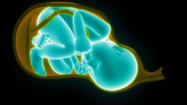 Ana rahminde fetüs (bebek). 3d illüstrasyon