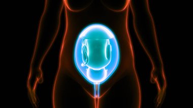 Ana rahminde fetüs (bebek). 3d illüstrasyon