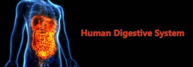 İnsan Sindirim Sistemi Geniş ve İnce Bağırsak Anatomisi. 3D - Görüntü