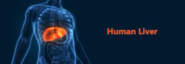İnsan İç Sindirim Organı Anatomisi. Üç Boyut 