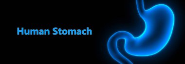 İnsan sindirim sistemi mide anatomisi. 3D - Görüntü