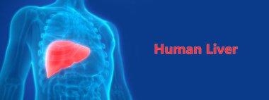 İnsan İç Sindirim Organı Anatomisi. Üç Boyut 
