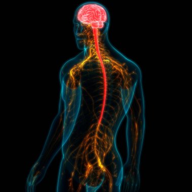 İnsan Sinir Sistemi Anatomisi Merkezi Organı. 3d