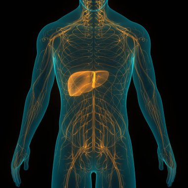 İnsan İç Sindirim Organı Anatomisi. Üç Boyut 