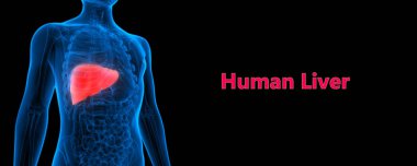 İnsan İç Sindirim Organı Anatomisi. Üç Boyut 