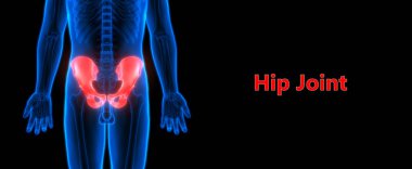 İnsan iskelet sistemi kalça anatomisi. 3D - Görüntü