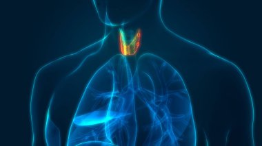 İnsan Vücut Bezleri Tiroit Bezi Anatomisi. 3D - Görüntü