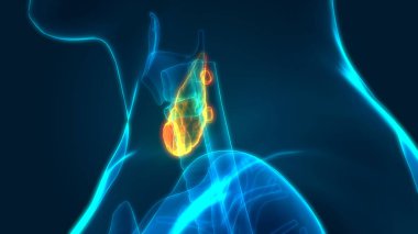 İnsan Vücut Bezleri Tiroit Bezi Anatomisi. 3D - Görüntü