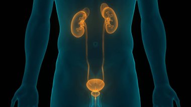İdrar torbası anatomisi olan insan böbrekleri. Üç Boyut