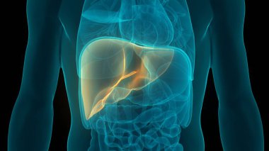 İnsan İç Sindirim Organı Anatomisi. Üç Boyut 