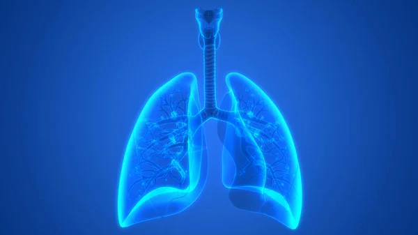 인간의 Human Respiratory System Lungs Anatomy — 스톡 사진