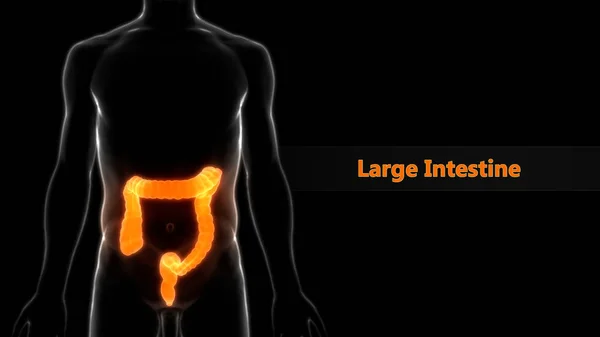 ヒト消化器系大腸の解剖学的構造ビュー — ストック写真