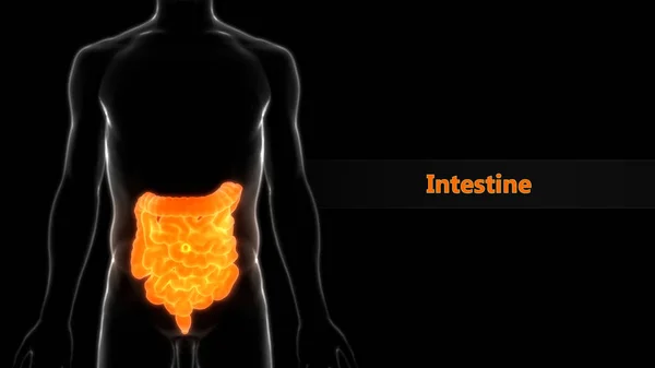 Menselijk Spijsverteringssysteem Grote Kleine Intestine Anatomie — Stockfoto