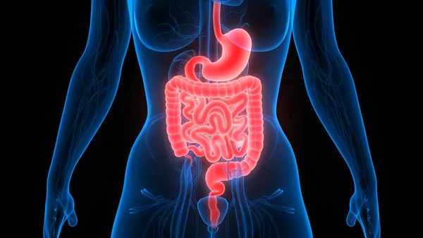 Human Digestive System Large Small Intestine Anatomy — Stock Photo, Image