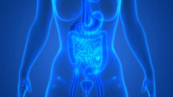 Menselijk Spijsverteringssysteem Grote Kleine Intestine Anatomie — Stockfoto