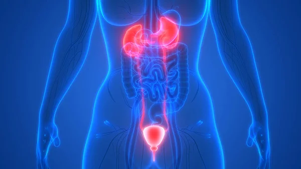 Riñones Del Sistema Urinario Humano Con Anatomía Vesical —  Fotos de Stock