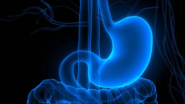 Nsan Sindirim Sistemi Mide Anatomisi Görüntü — Stok fotoğraf