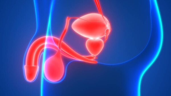 Анатомия мужской репродуктивной системы. 3D - Иллюстрация
