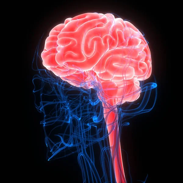 Anatomía Del Cerebro Humano Ilustración — Foto de Stock