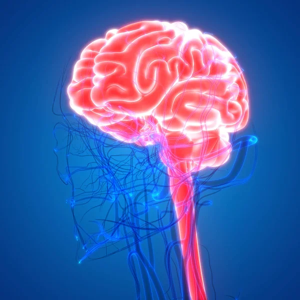 Anatomía Del Cerebro Humano Ilustración — Foto de Stock