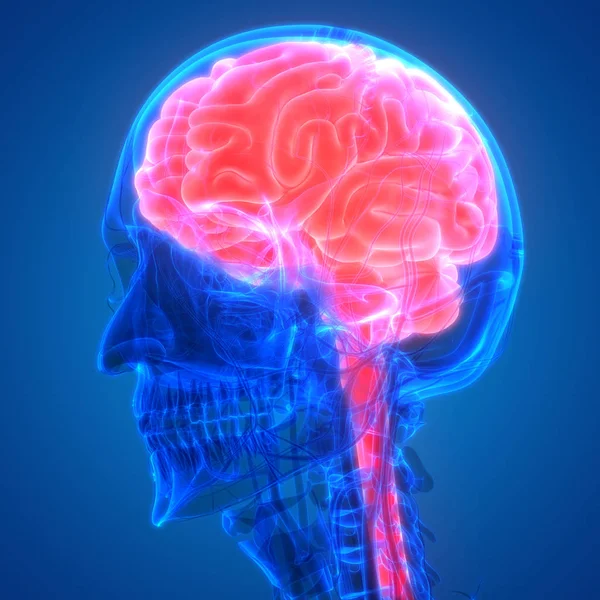Anatomía Del Cerebro Humano Ilustración —  Fotos de Stock