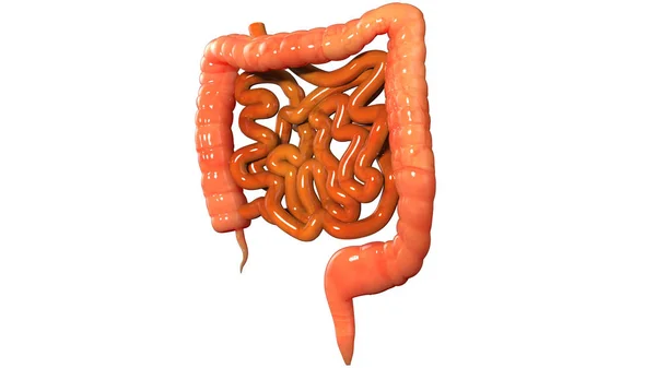 Sistema Digestivo Humano Anatomía Del Intestino Delgado Grueso — Foto de Stock