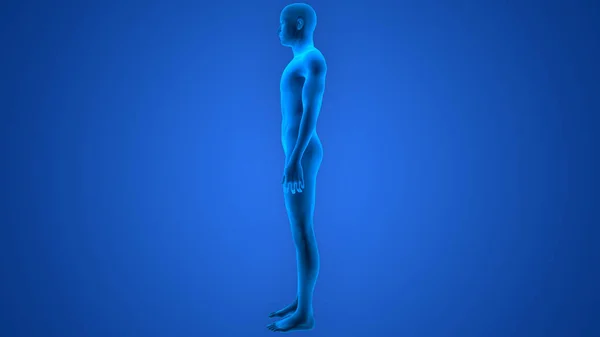 Anatomía Del Cuerpo Del Músculo Masculino Humano — Foto de Stock