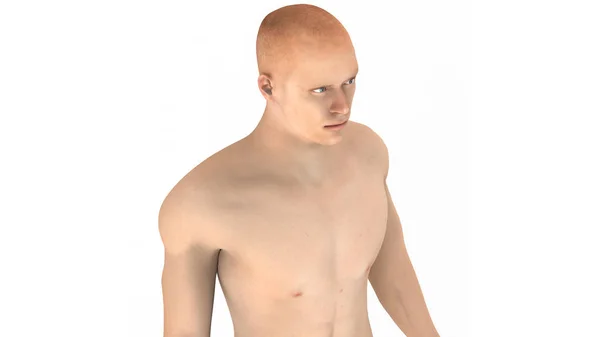Lidská Mužská Svalová Anatomie — Stock fotografie