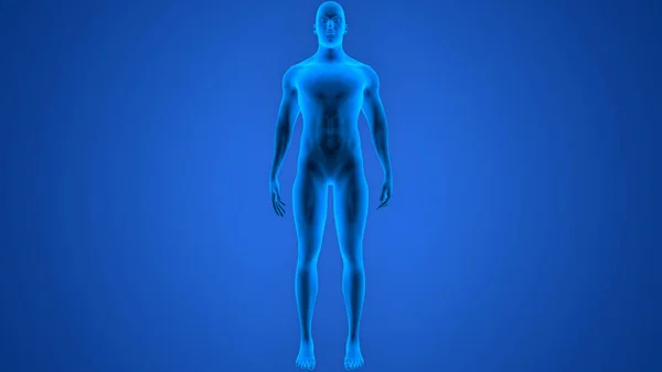 Anatomía Del Cuerpo Del Músculo Masculino Humano — Foto de Stock