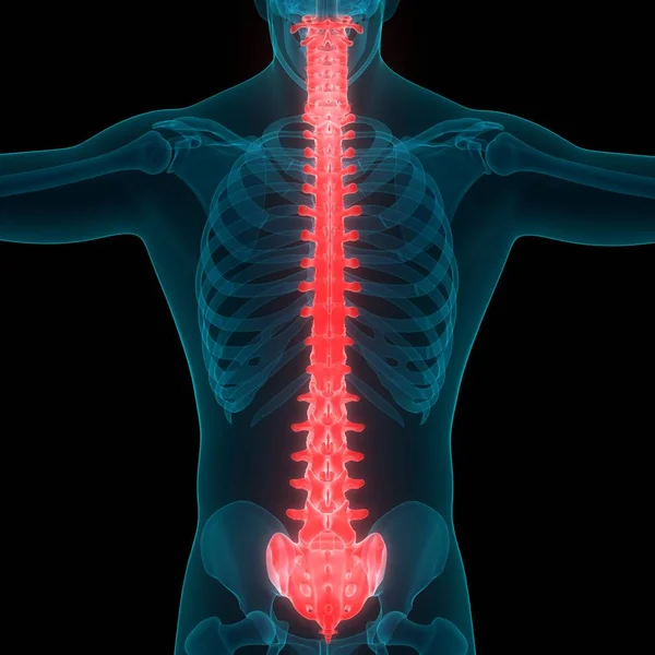 Columna Vertebral Anatomía Del Sistema Esquelético Humano — Foto de Stock