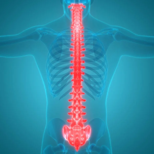 Σπονδυλική Στήλη Του Ανθρώπινου Σκελετικού Συστήματος Ανατομία — Φωτογραφία Αρχείου