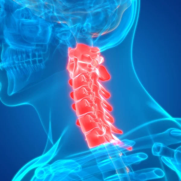 Anatomia Del Midollo Spinale Vertebre Cervicali Illustrazione — Foto Stock