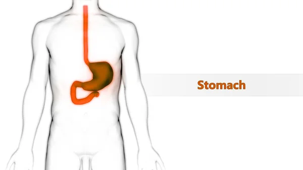 Anatomía Estomacal Del Sistema Digestivo Humano Ilustración — Foto de Stock