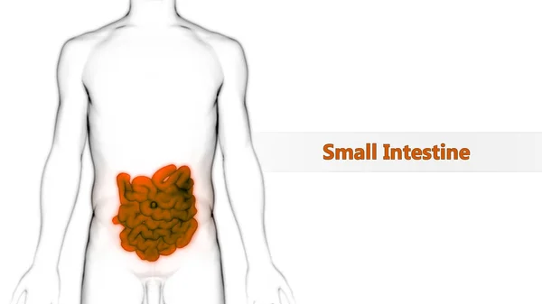 Système Digestif Humain Vue Anatomie Intestin Grêle — Photo