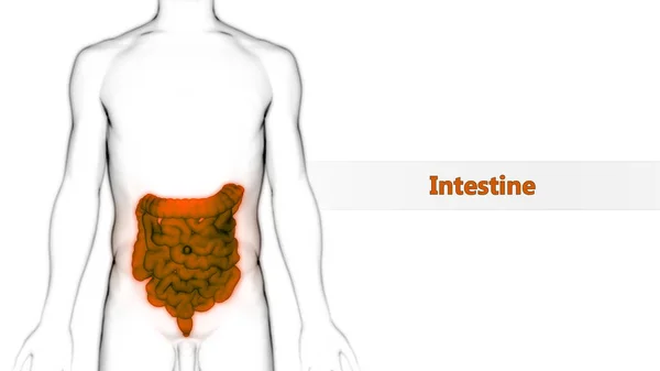 Menselijk Spijsverteringssysteem Grote Kleine Intestine Anatomie Illustratie — Stockfoto