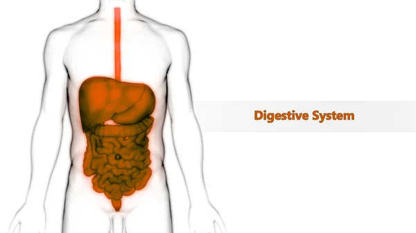 Système Digestif Humain Anatomie Gros Petit Intestin Illustration — Photo