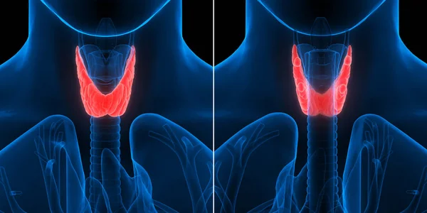 Human Body Glands Thyroid Gland Anatomy. 3D - Illustration