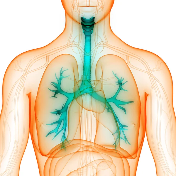 Ludzki Układ Oddechowy Anatomia Płuc — Zdjęcie stockowe