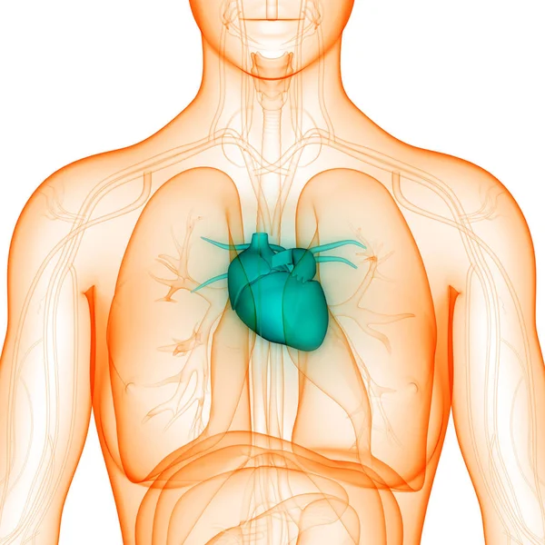 Anatomia Cardiaca Del Sistema Circolatorio Umano — Foto Stock