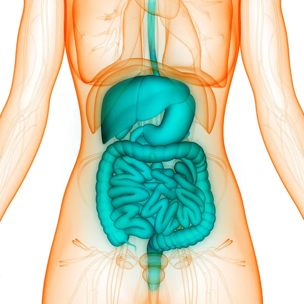 Système Digestif Humain Anatomie Gros Petit Intestin — Photo