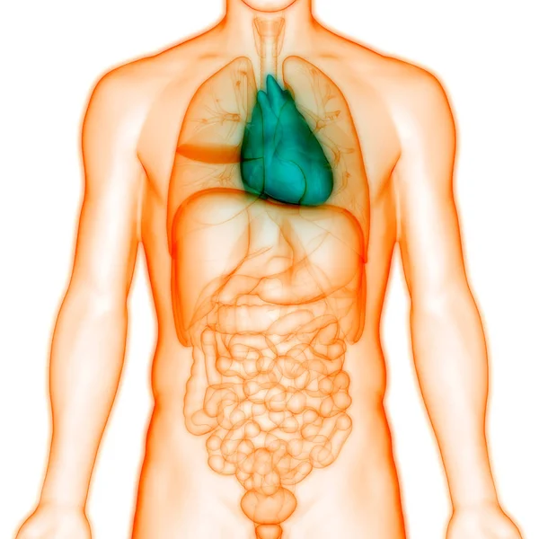 Ludzki Układ Krążenia Anatomia Serca — Zdjęcie stockowe