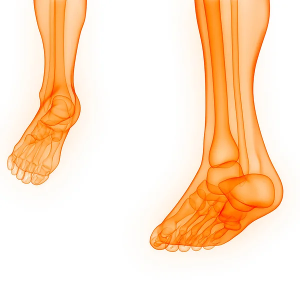 人体骨骼联合疼痛 足关节和骨骼 — 图库照片
