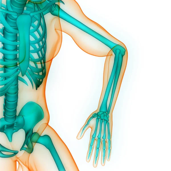 Human Skeleton Bone Joint Pains Anatomy Handgewricht Illustratie — Stockfoto